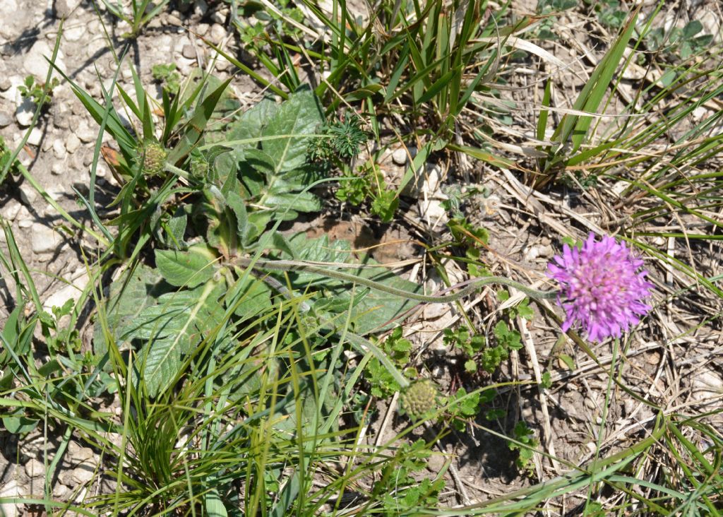 Knautia velutina / Ambretta vellutata